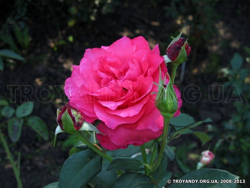 Frederyk Chopin